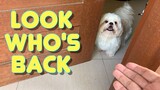 Furdad is Back! | Cute & Funny Shih Tzu Dog Video