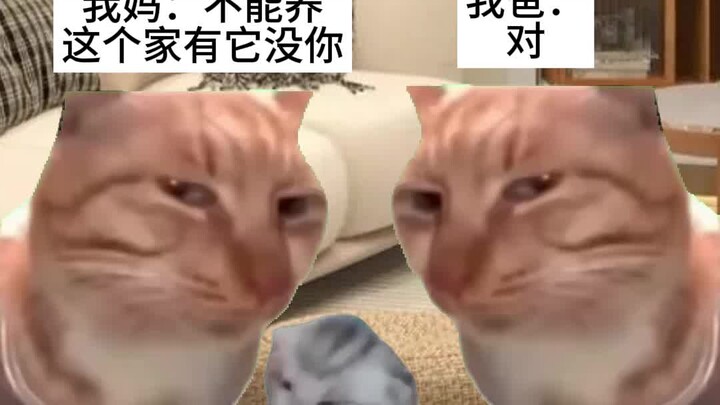 骗子...我妈说讨厌养猫都是假的