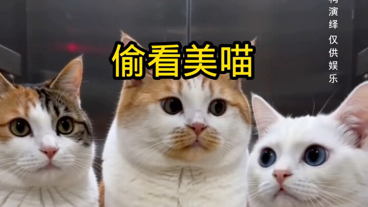 Nhìn trộm Mèo Xinh