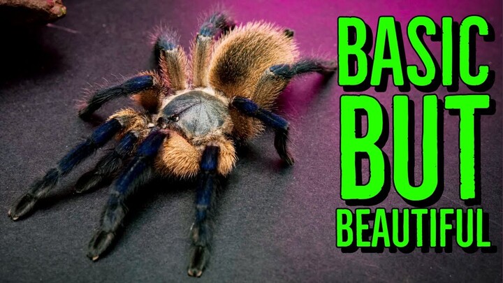 Top 5 BASIC but BEAUTIFUL Tarantulas!