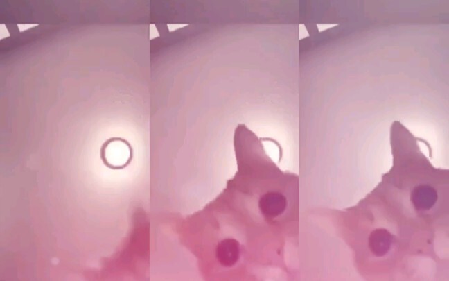 [3 Minutes] Cats Forced to Work (Various Styles) Meow~