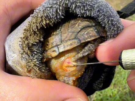 Kura-kura saya datang membalas budi.