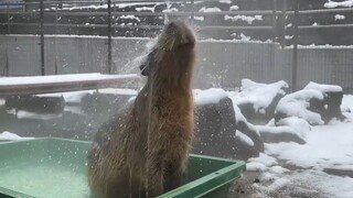 Capybaras also take a big bath during the Chinese New Year ~ rinse their whole body