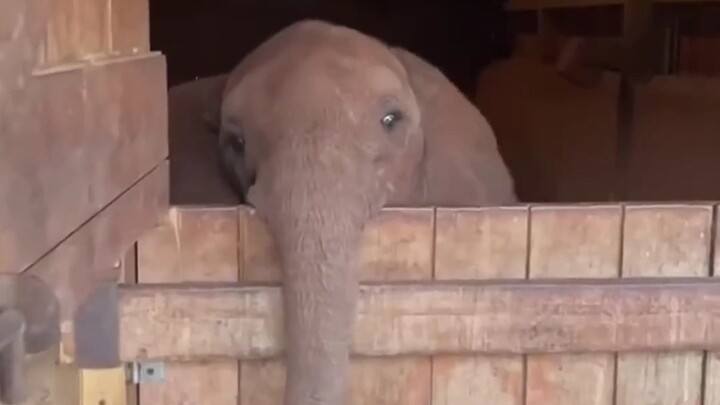 Con voi con sẽ rất ghét cái vòi to này đấy!