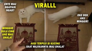 Lucu & Menggemaskan! Si Kucing Langsung Minggir Saat Majikan Mau Shalat! Video Kucing Lucu Terbaru