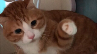 Cats are like women, they are hard to coax when they get jealous (´◔ ‸◔`)