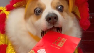 Những người nuôi chó như chúng tôi cũng biết đôi chút về vần điệu.