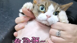 When I Photoshopped my cat and said, "She's having a baby," I never expected her reaction to be like