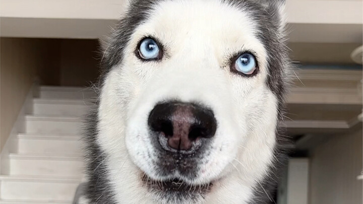 Pit Bull: You can mess with me, but you better not touch my pup.