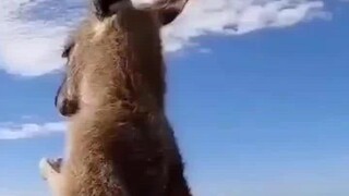 ความจริงของมนุษย์ที่จิงโจ้ส่ายมือ | เวอร์ชันออสเตรเลีย