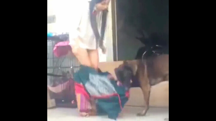 "Rogue Dog"