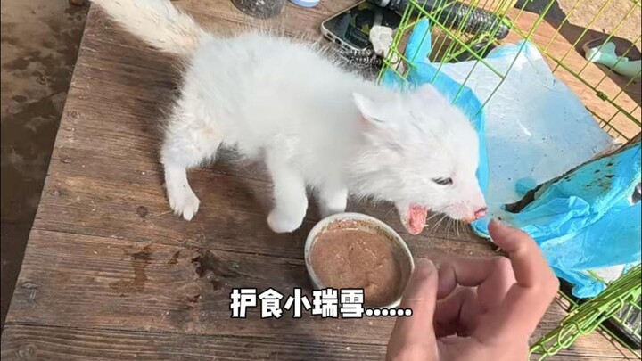 Food-protecting Little Ruixue......