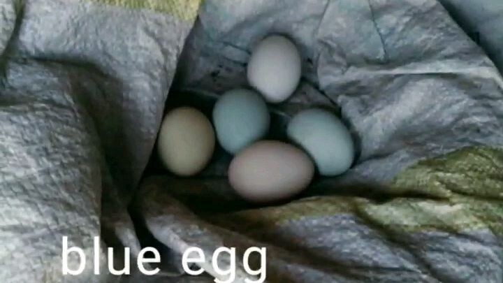 super blue egg line