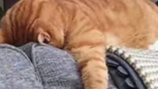 المشهد الكبير للفتاة الممثلة المبالغة في التمثيل وهو يسبب لها حرجًا اجتماعيًا شديدًا