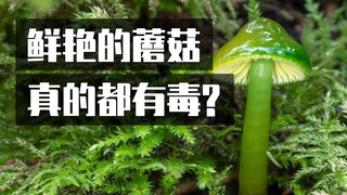 Liệu những loại nấm có màu xanh và rực rỡ như vậy có thực sự độc không?