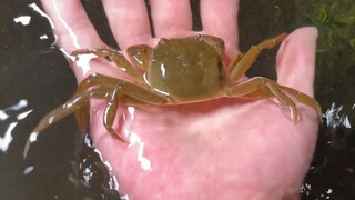 I have raised 100 hairy crab seedlings for 3 months. How are they doing?