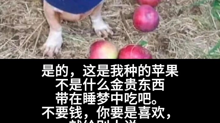 Cyber good night—before drifting off, don’t forget to grab some apples~