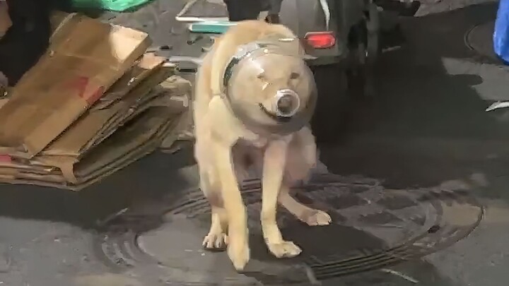 สุนัขที่เกี่ยวข้องขอให้ลบวิดีโอทันที!!