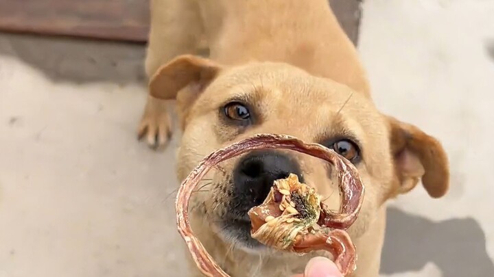 It really makes you sigh—same breed, different fates.