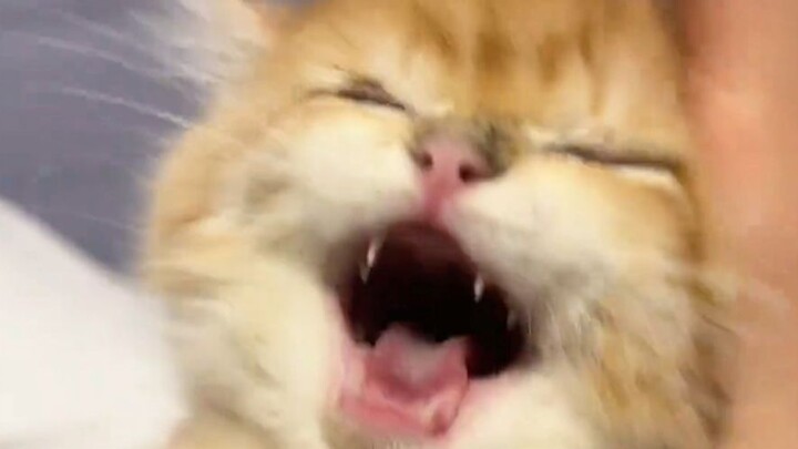 【Dubbing Hewan】Mulai Mengerti Ayam Jantan: Bangun Pagi Lalu Berteriak