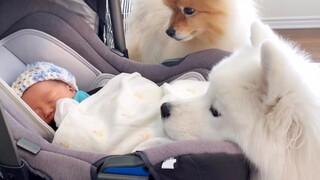 [Chinese subtitles] My dog met my newborn baby [Samoyed]