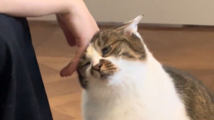 “แมวที่มีกิริยามารยาทดีเขาจะมาแนบชิดแบบนี้กันเหรอ?”