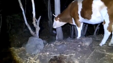 ركض العجل الصغير خلسةً في الليل، مما أصاب البقرة العجوز بالقلق الشديد؛ فكل أم عجوز لا تكف عن القلق ع