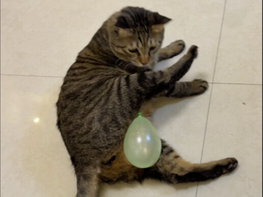 Listrik statis di musim dingin adalah sesuatu yang si kucing sama sekali tak bisa tahan!