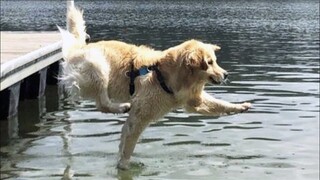 Best Funniest Animal Videos of 2023 - Cute Cats😹 and Funny Dogs🐶