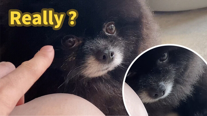 [Animals]My cute Pomeranian is so pampered