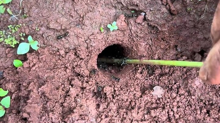 ما مقدار حجم عش النمل بالضبط؟