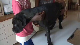 医生救治一只全身被皮蝇打洞的大黑犬 整个过程解压又揪心