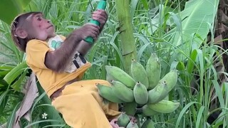Funniest Video of a monkey story