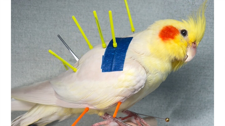 【Goodnight Little Bird】Reviving a little cockatiel named Pipi