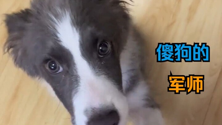Is this Border Collie perhaps the strategist my silly dog from home went to great lengths to invite?