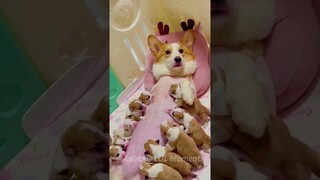 🐶Funny Animals Laugh and Awww!😂 | Animals LOL Moments #funnyanimals #shortsviral #funnydogs