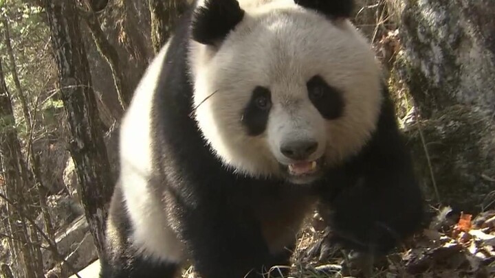 Following a beautiful panda