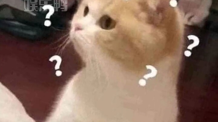 The cat downstairs: Biaozi, why does he call you Mimi?