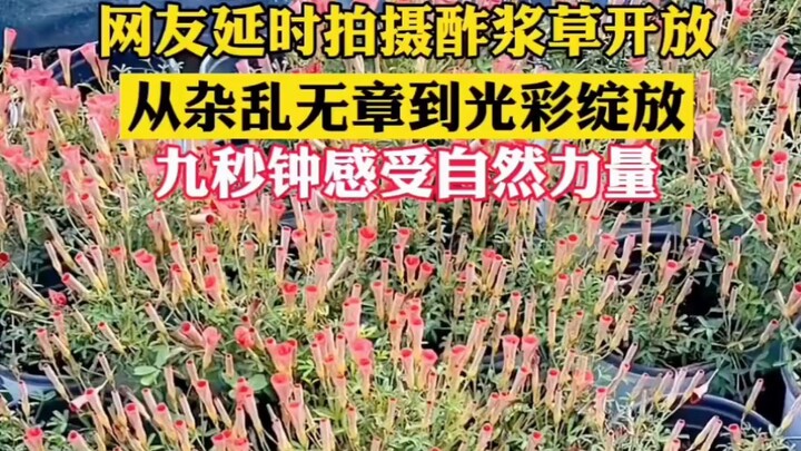 Khoảnh khắc bừng nở thật sự quá chói mắt!