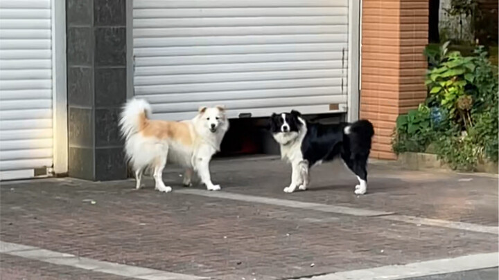 โค้กพอเจอของอร่อยก็เมินเบลามาเลย ชัดเจนว่าเป็นคู่เพื่อนสนิทหลอกๆ จริงๆ