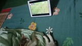 Mèo xem bóng đá (Cats watch football) - Pet Island