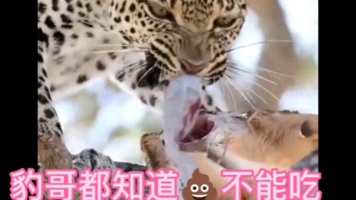 Even Brother Leopard knows you can't eat S!