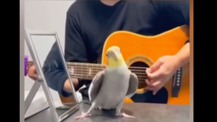 Tuan, gitarmu harus mengikuti ritme-ku ya～