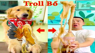 Thú Cưng TV | Tứ Mao Đại Náo #17 | Chó Golden Gâu Đần thông minh vui nhộn | Pets  cute dog