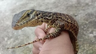 Biawak Coklat berbintik / Argus monitor ( Varanus panoptes )