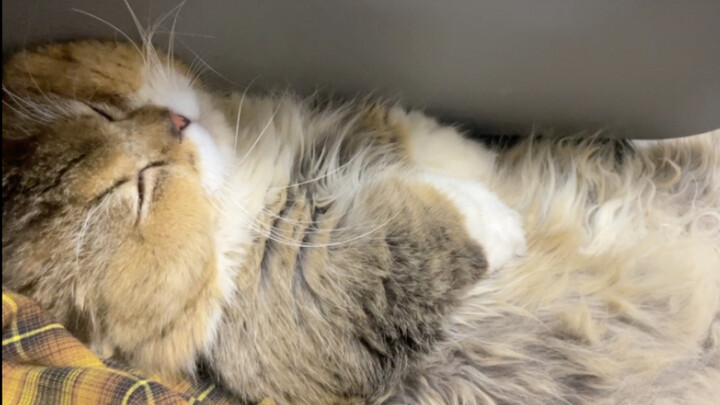 Ba tôi đến cũng phải chịu thua.