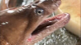 Eel: These are the ten most brutal ancient tortures—cutting in half at the waist!