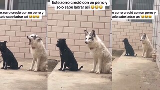 A fox that grew up with a dog can only bark