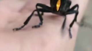 这是芝炖？