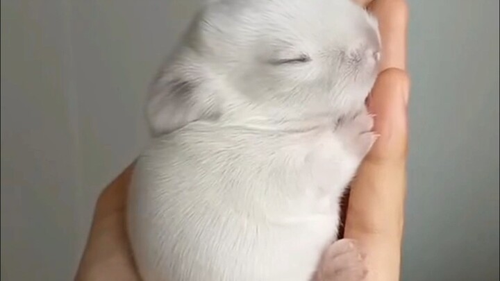 Kelinci kerdil super imut dan mini